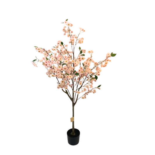 Sakura (Cherry Blossom) Tree