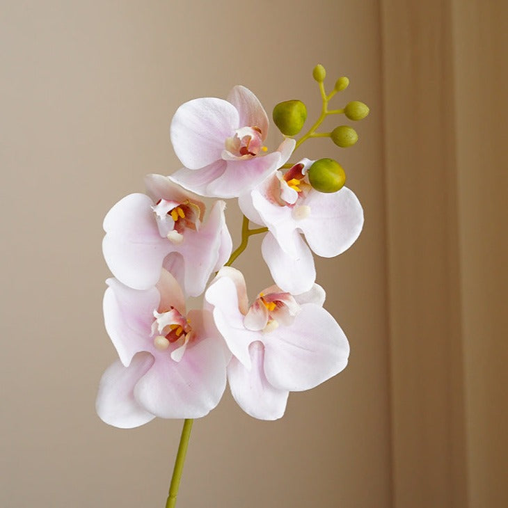 Real Touch Moth Orchids