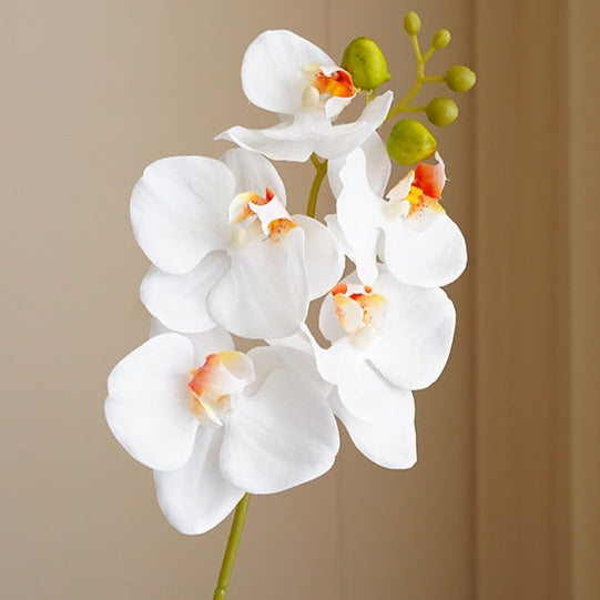 Real Touch Moth Orchids