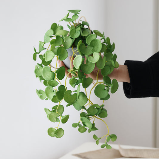 Pennywort/Philodendron Bush Hanging Plant