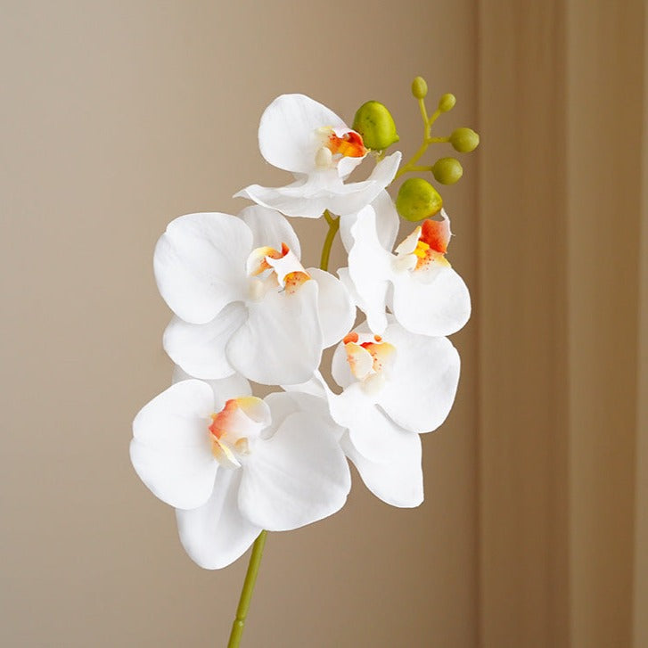 Real Touch Moth Orchids