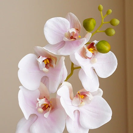 Real Touch Moth Orchids